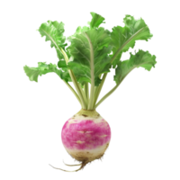 a turnip on a white background Genereted AI png