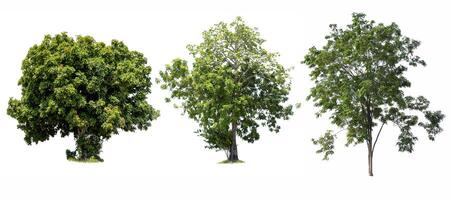Trees isolated on white background, tropical trees isolated used for design, advertising and architecture photo