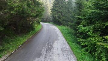pine tree forest with a curvy country road on a fresh summer morning with mist and fog video