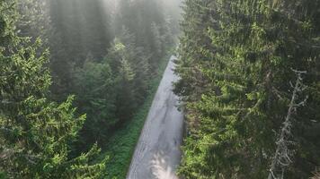 pine tree forest with a curvy country road on a fresh summer morning with mist and fog video