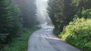 pine tree forest with a curvy country road on a fresh summer morning with mist and fog video