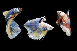 Three Betta fish. photo