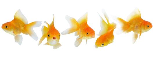 Five goldfish animal isolated on white background. photo