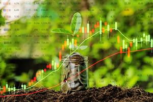 Financial investment concept, Stock graphs are rising. a full coin, The tree is growing. photo