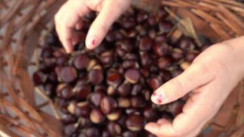 chestnuts and hedgehogs video