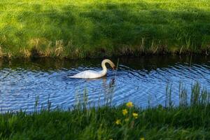 swan in a lake photo