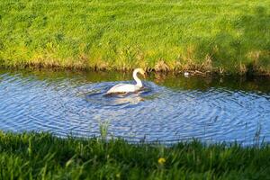 swan in a lake photo