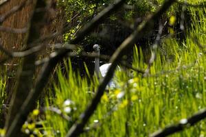 swan in the lake photo