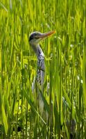 heron in tall grass photo