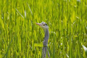 heron in tall grass photo