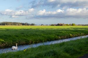 swan in a lake photo