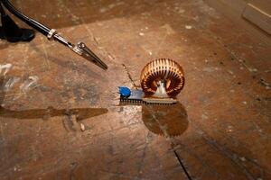 electrical component snail steam punk like photo