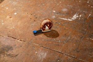 electrical component snail steampunk like photo