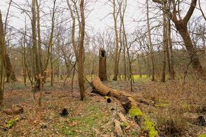 fallen tree in a forest photo