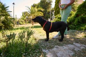 Person walking black dog on a sunny day surrounded by greenery in a tranquil park setting photo