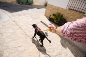 Walking a black dog on a leash through a sunny, paved street in a charming neighborhood photo