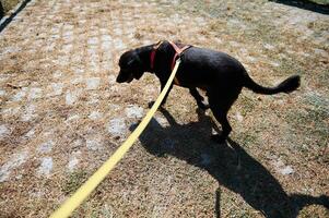 Black dog walking on a leash outside on a sunny day photo
