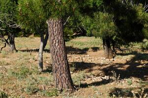 Tranquil forest scene with pine and deciduous trees on a sunny day photo