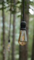 A Potrait of Lamp photo