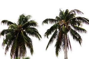 Two Coconut Palm Trees Against Overcast Sky photo