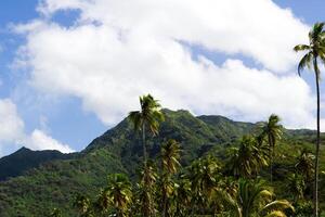 Coconut Trees With Green Mountain Blue Sky White Clouds photo