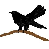 black silhouette of a cuckoo on a branch on a white background vector