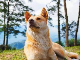 Cute brown short-haired dog lies on the grass on a spring morning. photo