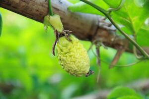 Passion fruit fails due to fruit pests photo