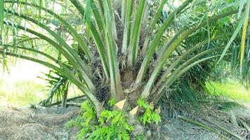 Neatly arranged oil palm plantations filled with grass grow abundantly during the day photo