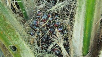Neatly arranged oil palm plantations filled with grass grow abundantly during the day photo