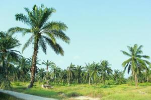 Neatly arranged oil palm plantations filled with grass grow abundantly during the day photo