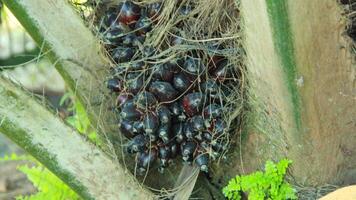 Neatly arranged oil palm plantations filled with grass grow abundantly during the day photo