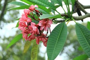 Close up view of Adenium obesum or kamboja Jepang flowers in red, white and pink photo