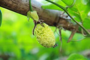 Passion fruit fails due to fruit pests photo