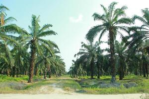 Neatly arranged oil palm plantations filled with grass grow abundantly during the day photo