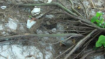 Pine trees whose roots are bare and experiencing severe erosion. Swept away, sand blown away, and tree roots exposed photo