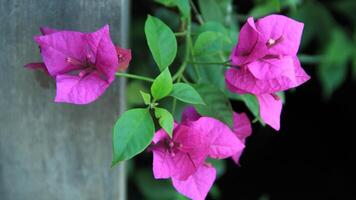Beautiful blooming Bougainvillea flower tree in the garden on a sunny day photo