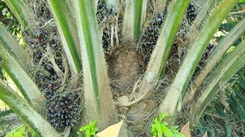Neatly arranged oil palm plantations filled with grass grow abundantly during the day photo