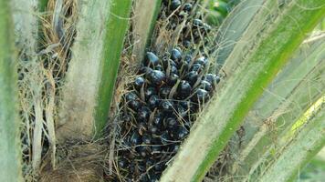Neatly arranged oil palm plantations filled with grass grow abundantly during the day photo