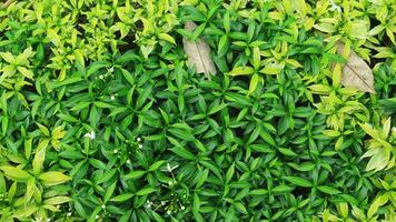 young lush leaves are used for background or texture photo