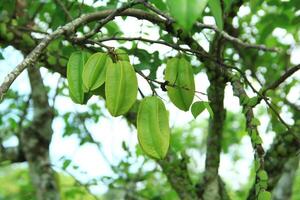 Close up view of young fruit of starfruit or star fruit tree or Averrhoa carambola, still green, organically cultivated photo