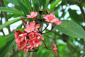 Close up view of Adenium obesum or kamboja Jepang flowers in red, white and pink photo