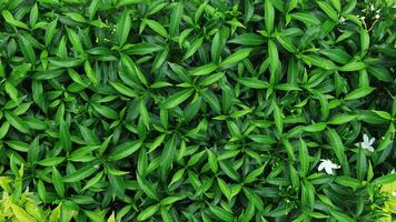 young lush leaves are used for background or texture photo