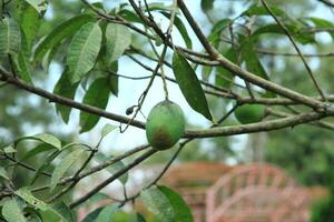 Bunch of mangoes with blurred leaves background. Young mango. Mango tree with green fruit. photo
