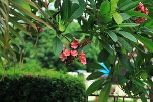 Close up view of Adenium obesum or kamboja Jepang flowers in red, white and pink photo