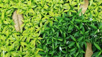 young lush leaves are used for background or texture photo