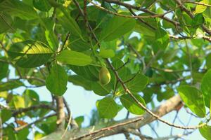Young jackfruit on a thriving tree photo