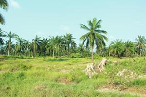 Neatly arranged oil palm plantations filled with grass grow abundantly during the day photo