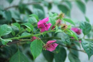 Beautiful blooming Bougainvillea flower tree in the garden on a sunny day photo
