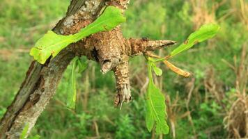 Fresh young green leaves of twig tree growing in spring. Beautiful leaf natural background photo